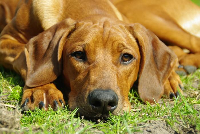 Hochgeladene Bilddatei