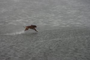 Hochgeladene Bilddatei