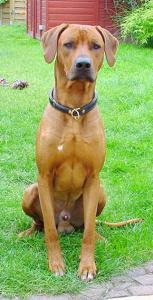 Hochgeladene Bilddatei