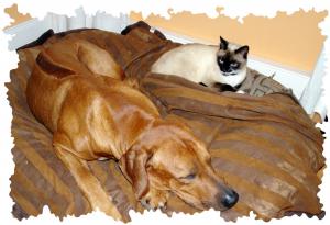 Hochgeladene Bilddatei