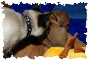 Hochgeladene Bilddatei