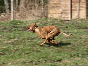 Hochgeladene Bilddatei