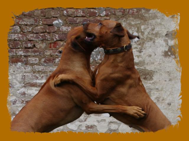 Hochgeladene Bilddatei