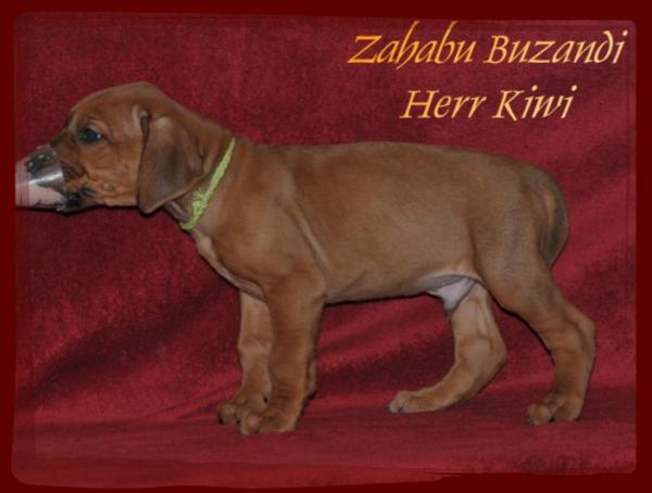 Hochgeladene Bilddatei