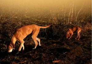 Hochgeladene Bilddatei