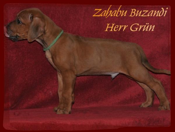 Hochgeladene Bilddatei