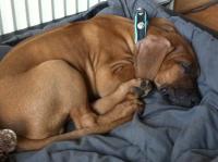 Hochgeladene Bilddatei