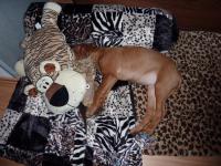 Hochgeladene Bilddatei