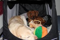 Hochgeladene Bilddatei