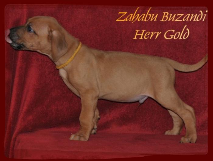 Hochgeladene Bilddatei