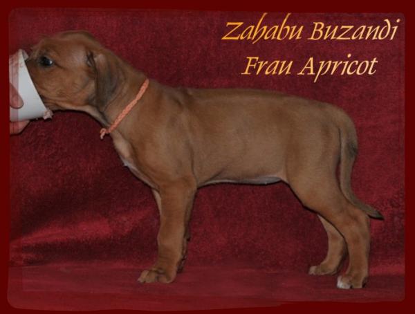 Hochgeladene Bilddatei