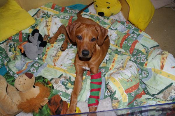 Hochgeladene Bilddatei