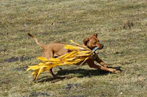 Hochgeladene Bilddatei