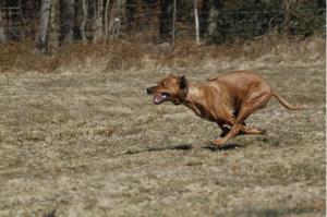 Hochgeladene Bilddatei