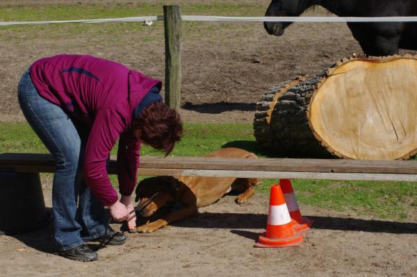 Hochgeladene Bilddatei
