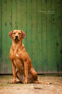 Hochgeladene Bilddatei